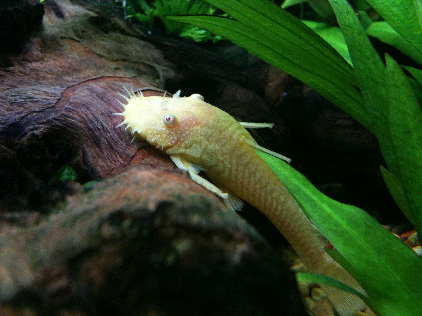 Albino Longfinned Bristlenose Pleco losing his long fins Aquarium Forum